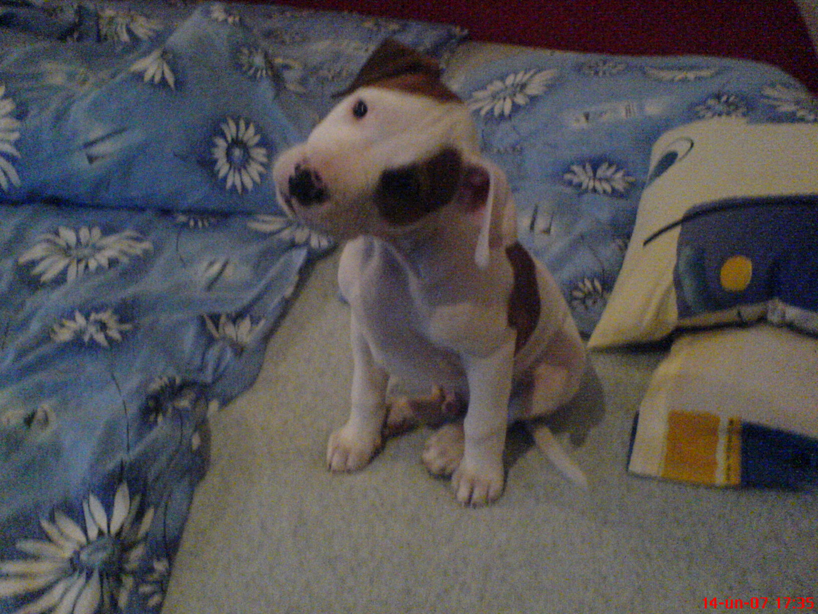 Foto 7