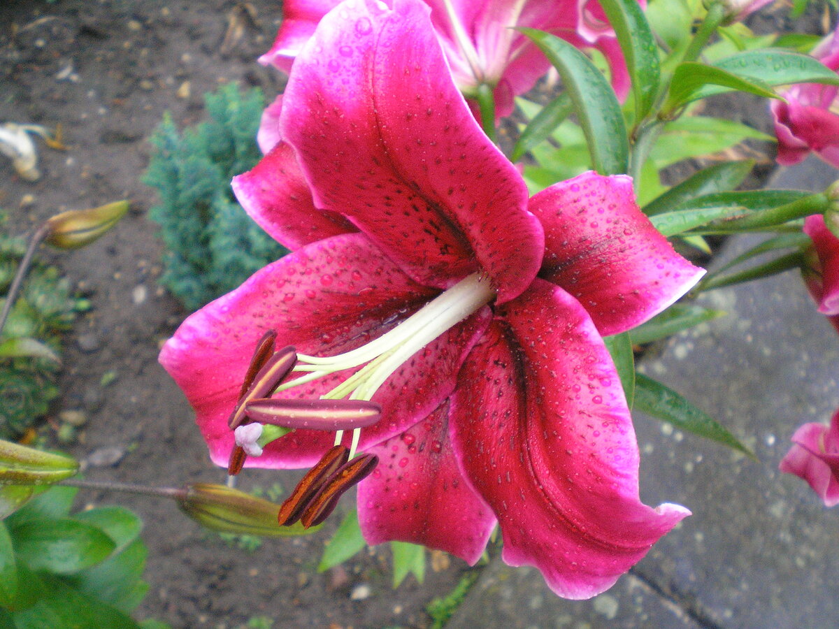 Foto 7