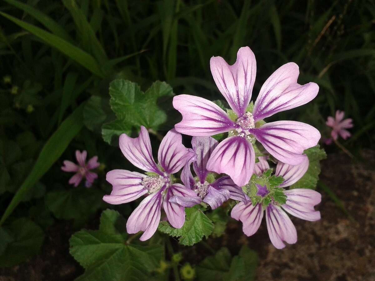 Foto 4