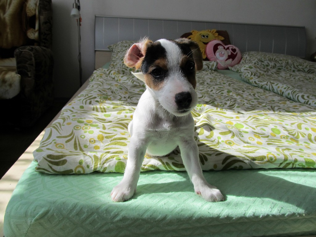 Foto 4