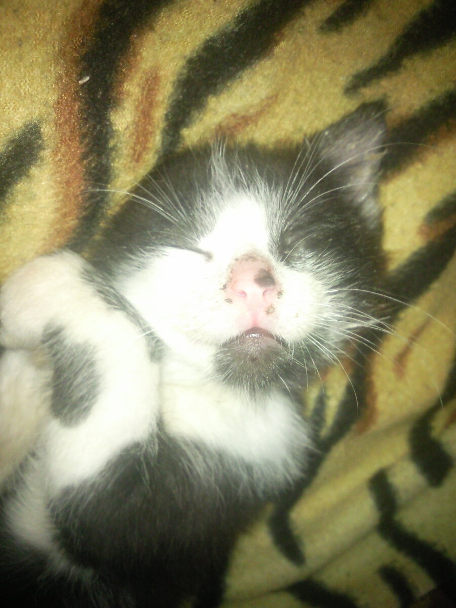 Foto 12