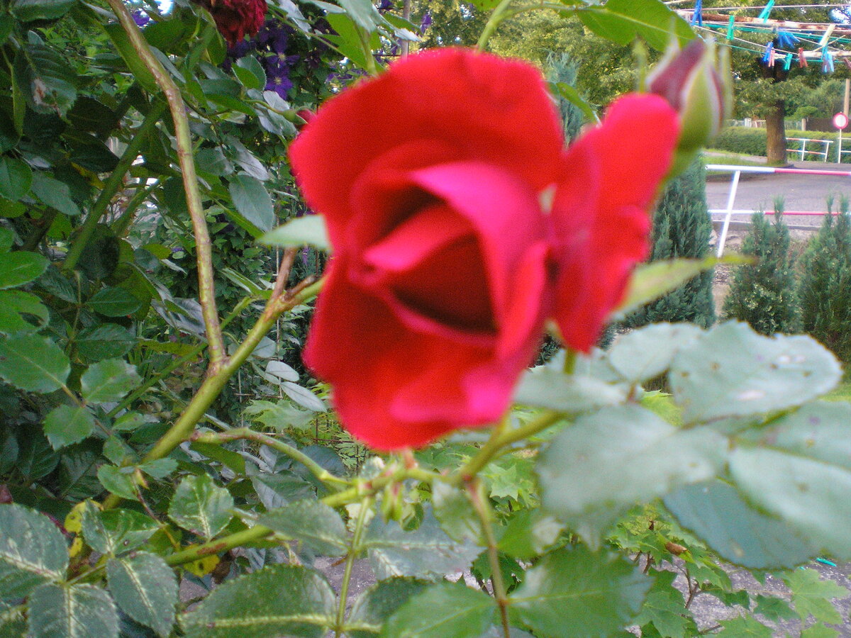 Foto 12