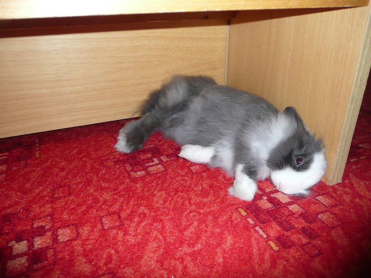 Foto 7