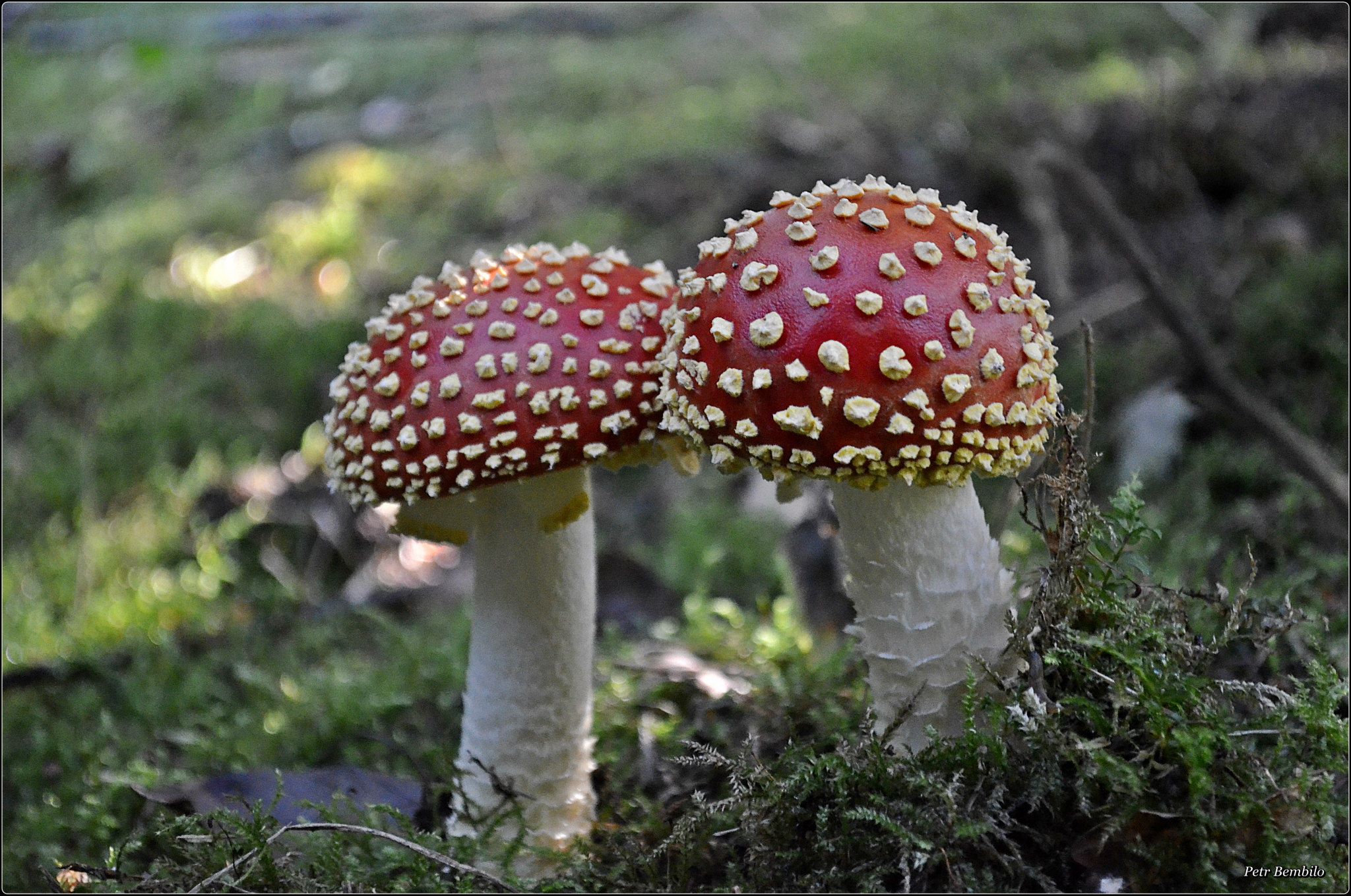 Foto 1