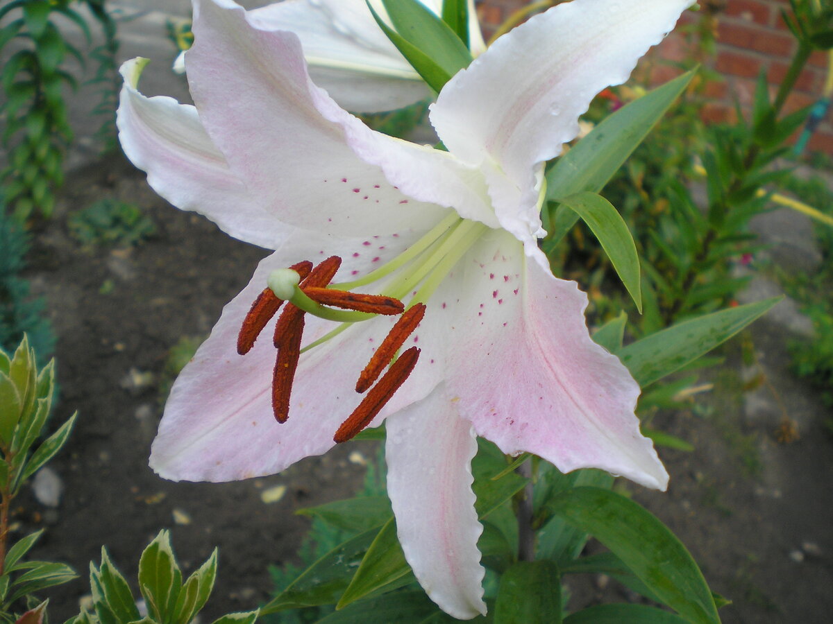 Foto 9