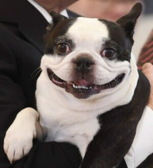 Seznámení s LennuTheDog