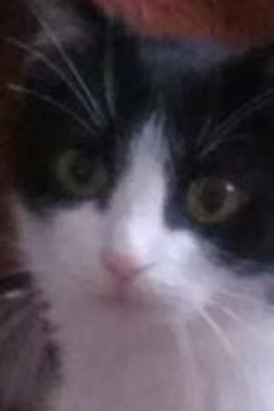 Seznámení s Zyrafa_u_trafa