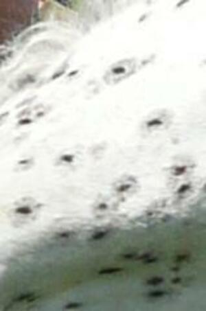 Seznámení s palino64