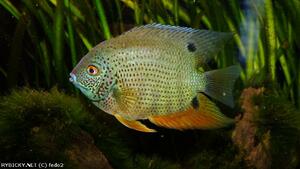 Seznámení s petr4180