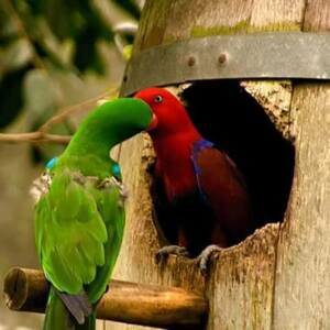 Seznámení s aishandul