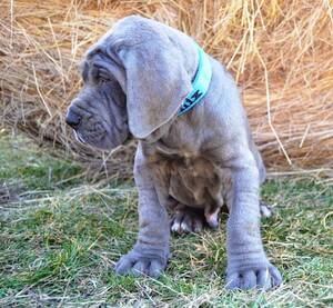 Seznámení s adeelaa