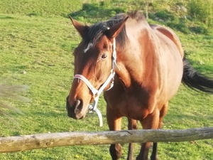 Seznámení s zajduli