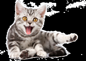 Seznámení s popiii