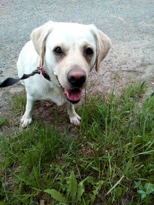 Seznámení s azamiangel