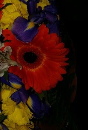 Seznámení s blf578