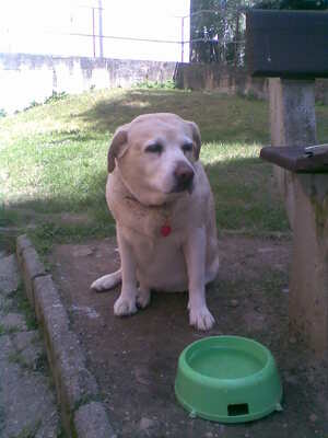 Seznámení s petronelo