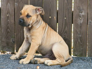 Seznámení s besk111