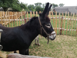 Seznámení s Finschi