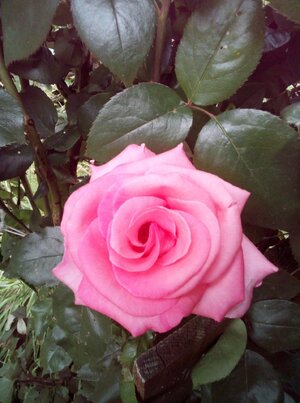 registrovany