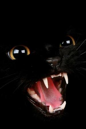 Seznámení s iwulajda