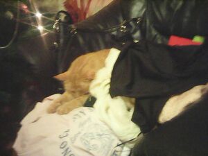 Seznámení s benexim