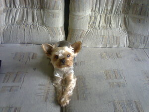 Seznámení s petrsedivy