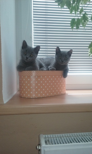 Seznámení s Jentak123456