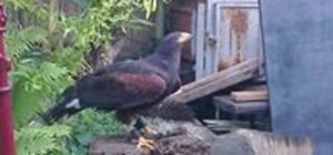 Seznámení s harryscz