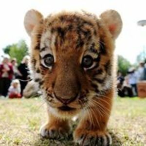 Seznámení s Patasekk