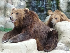 Seznámení s Rabbit77