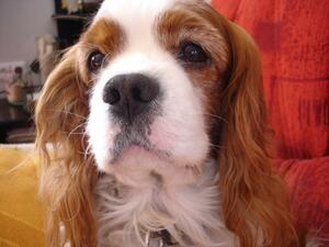 Seznámení s Liba2412