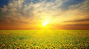 Seznámení s x087sx2