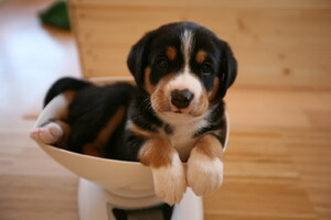 Seznámení s Nomad13