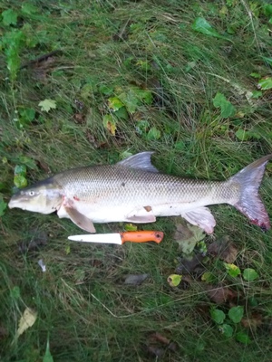 Seznámení s Iknivot