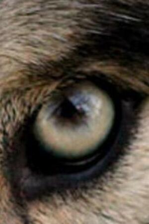 Seznámení s Trumkaturs