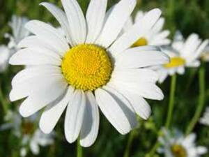 Seznámení s Bilavlocka