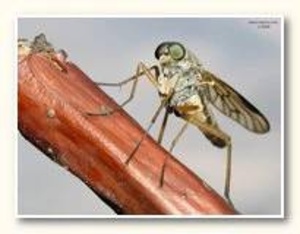 Seznámení s tarantule2016