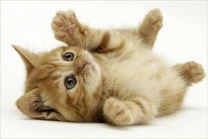 Seznámení s kleerr