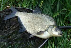 Seznámení s Hondacbrs