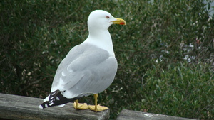 Seznámení s paveza