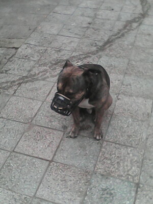 Seznámení s Ignator