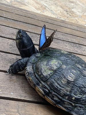 Seznámení s ThomasZBrna