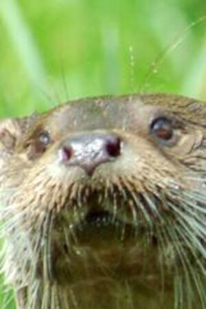 Seznámení s jakubnezval