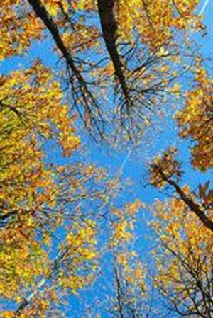 Seznámení s ostesti