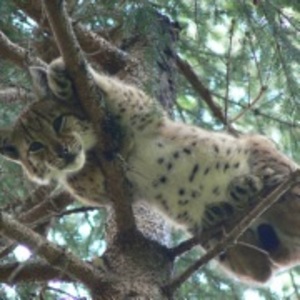 Seznámení s KAPRAL