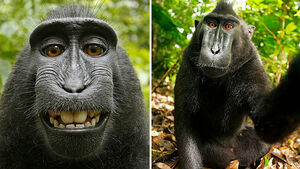 Seznámení s tonik75